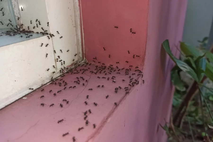 house-walls-infested-with-ants